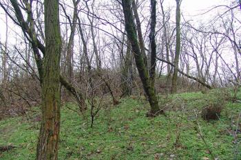 Pohled od východu na tvrziště ( © Roman Řezáč 01/2008)