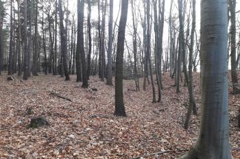  ( © Prudký Martin 12/2017)