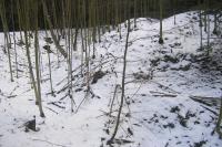 Javor