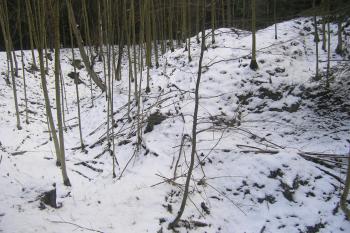  ( ©Martin Kabeláč 12/2005)