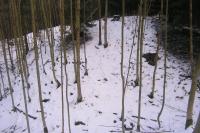 Javor