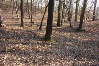 šíjový val v místě (novodobého?) vstupu ( © Milan Caha 03/2008)