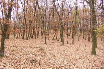Pohled z jižního konce hradiště na severní, vyvýšený konec ( © Roman Řezáč 11/2006)