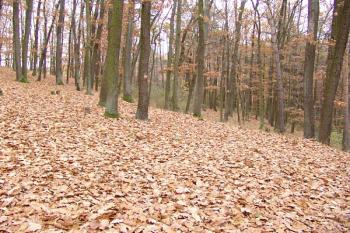 Terénní schod na jihovýchodním konci hradiště ( © Roman Řezáč 11/2006)