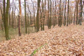 Terénní schod na jihovýchodním konci hradiště ( © Roman Řezáč 11/2006)