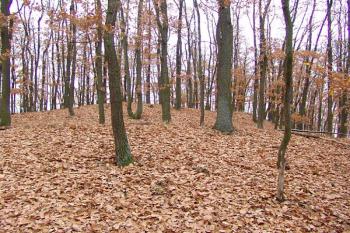 Opevněná severní část hradiště ( © Roman Řezáč 11/2006)