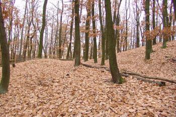 Patrný příkop a val před severní, opevněnou částí hradiště ( © Roman Řezáč 11/2006)
