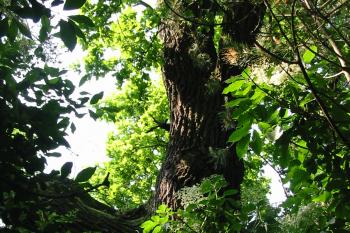 mohutný strom /dobrý orientační bod při návštěvě/ na jižní straně tvrziště (© D Dohňanský, 06/2015)