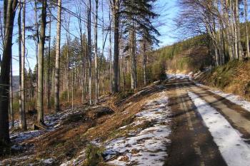 Cestou k hradu ( © Jan P. Štěpánek 12/2006)