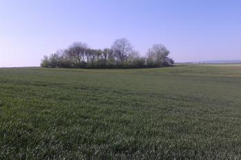 Pohled na návrší, kde stávala středověká vesnice ( © Ivo Rozehnal 04/2019)