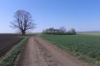 Příjezdová polní cesta k lokalitě ( © Ivo Rozehnal 04/2019)