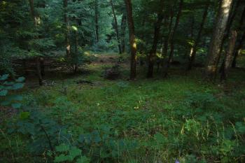  (© ron kadlec, 07/2011)