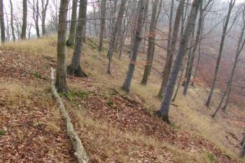 Zřetelná původní přístupová cesta po západním úbočí šíje ( © Roman Řezáč 12/2004)