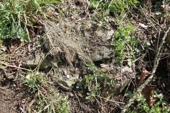 Možné zbytky obvodové hradby (© Luděk Vláčil, 04/2015)