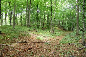 pohled na zachovanou část předpolí ( © Roman Řezáč 06/2006)