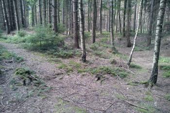 Nepříliš viditelný příkop kolem motte (© Jan Večeřa, 07/2014)