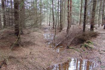 Zbytek příkopu na severu ( © Roman Řezáč 03/2005)