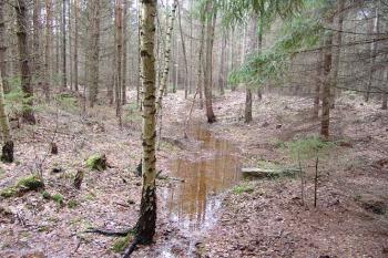 Patrné zaoblení příkopu v severozápadní části ( © Roman Řezáč 03/2005)