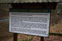 Oldřichův dub