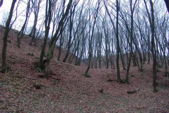 Mohutný příkop oddělující předhradí od stoupajícího výběžku ( © Roman Řezáč 12/2004)