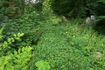 břečťanem porostlá hřbitovní zeď ( © Milan Caha 07/2008)