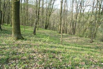  ( © Petr Nožička 04/2009)