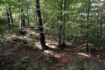 Severní část starého předhradí ( © Iva Spurná 28.9.2009)