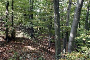 Severní část starého předhradí a parkán ve svahu pod ním ( © Iva Spurná 28.9.2009)