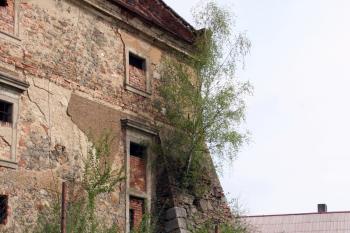 Kokořovský dvůr v neutěšeném stavu – bříza rostoucí přímo z opěráku ( © Iva Spurná 1.5.2010)