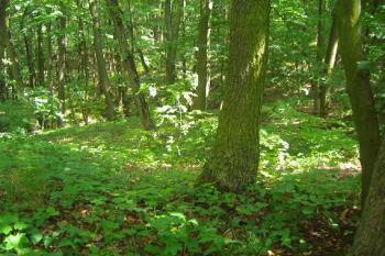 Nepatrné relikty staveb na předhradí (© Miroslav Šamal, 7/2008)