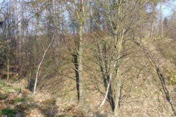 Rychvald - první příkop chránící předhradí (© zdeněk komínek, 04/2010)