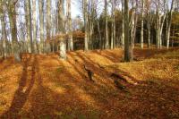 Mokřice