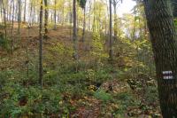 Mokřice