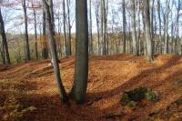 Mokřice