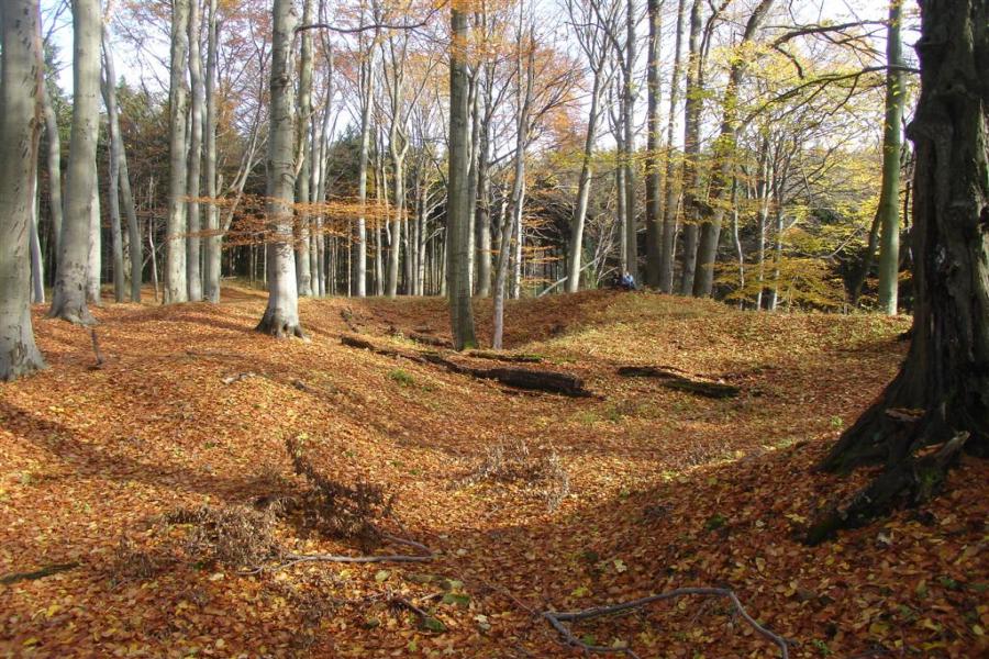 Mokřice