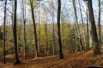  ( © Jiří Čížek 11/2008)