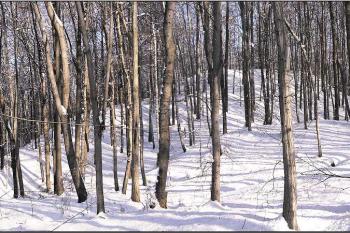 panorama pahorku hrádku od jihozápadu, od nádraží Paskov ( © Jan P. Štěpánek 01/2006)