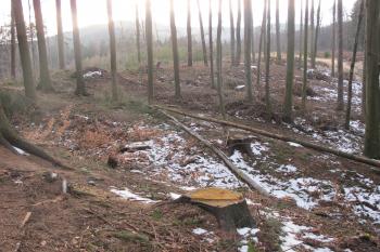 Soustava několika dnes již mělkých příkopů před hradem ( © Dušan Dohňanský 03/2020)
