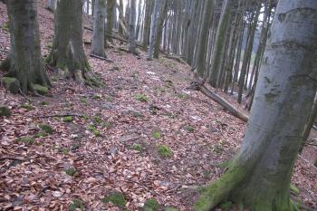 Linie sev.parkánového prostoru ( © Dušan Dohňanský 03/2020)