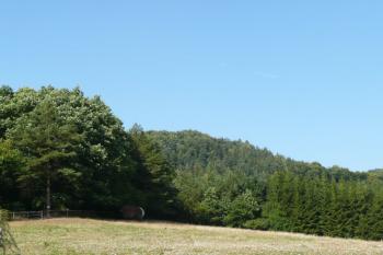 zalesněný vrchol, kde se nacházejí pozůstatky hradu Starý Světlov ( © Jan P. Štěpánek 09/2008)