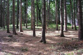 Celkový pohled od jihovýchodu ( © Roman Řezáč 06/2004)