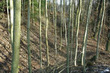 Mělký příkop na východě ( © iV 22.3.2008)