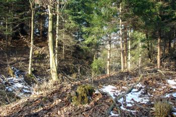Severní část jádra (čelo) hradu - foceno od severovýchodu přes příkop ( © iV 22.3.2008)