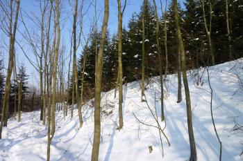 Pohled na hrad od jihozápadní strany. (© MICHAL VAŠATA, 01/2010)