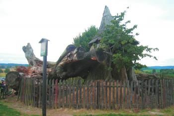 pohled na torzo lípy ve směru od hradu Kost ( © Ondřej Štěpánek 08/2008)