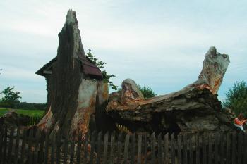 čelní pohled na torzo lípy ( © Ondřej Štěpánek 08/2008)