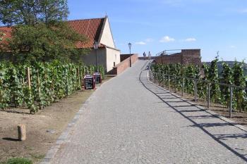 obnovená tzv. svatováclavská vinice při cestě na bastion č. XXXVI (sv. Ludmily) ( © Jan P. Štěpánek 08/2007)