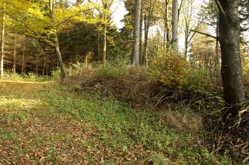 val z vnější strany ( © Milan Caha 10/2008)