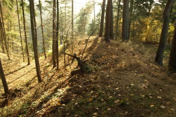 koruna valu ( © Milan Caha 10/2008)