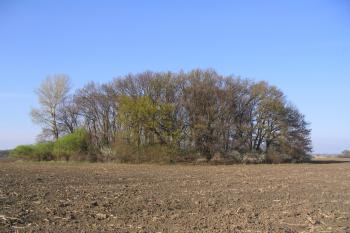 Celkový pohled na místo tvrziště z pole (© Petr Nožička, 4/2007)